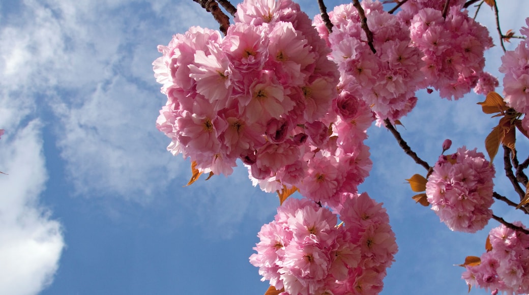 Pink Cherry Blossom 1