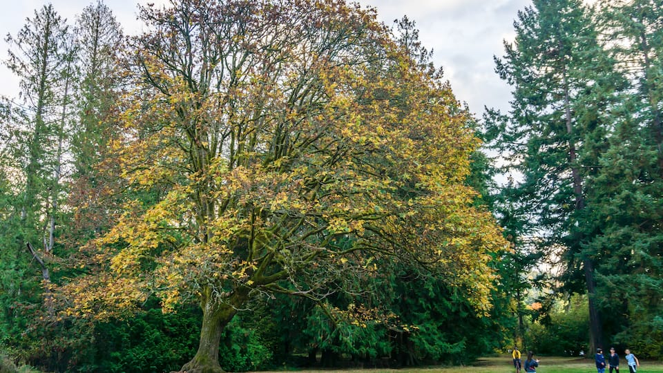A large tree with yellow leaves in a park with a path and people walking.
