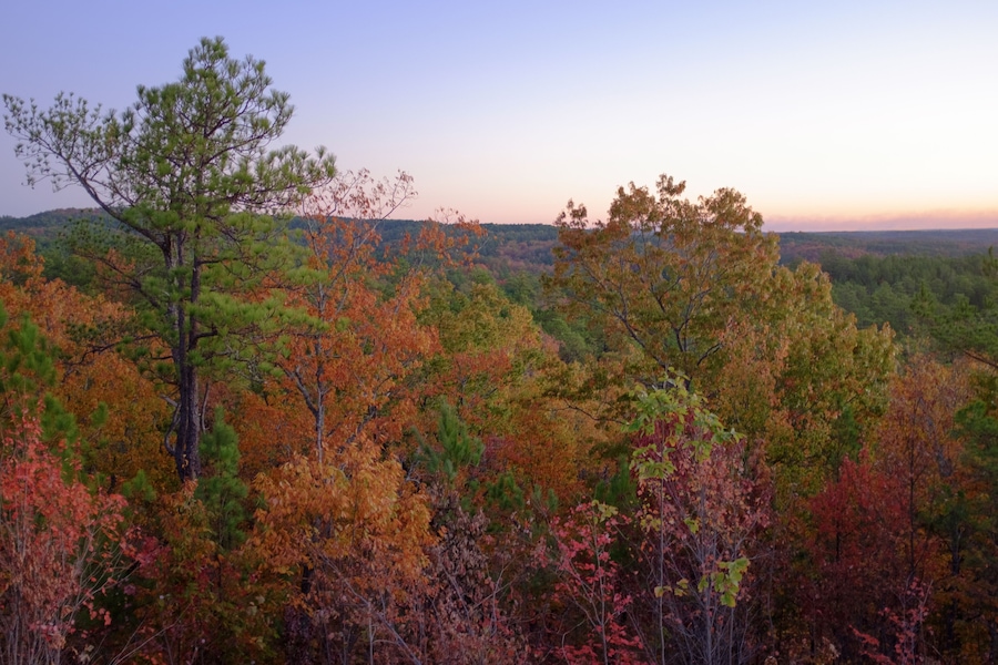Morning tree and sky colors in Talladega National Forest near Heflin, Alabama, USA