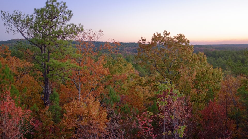 A forest with autumn foliage.