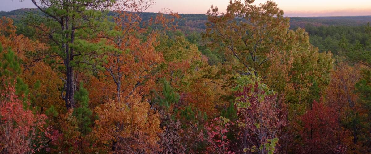 A forest with autumn foliage.