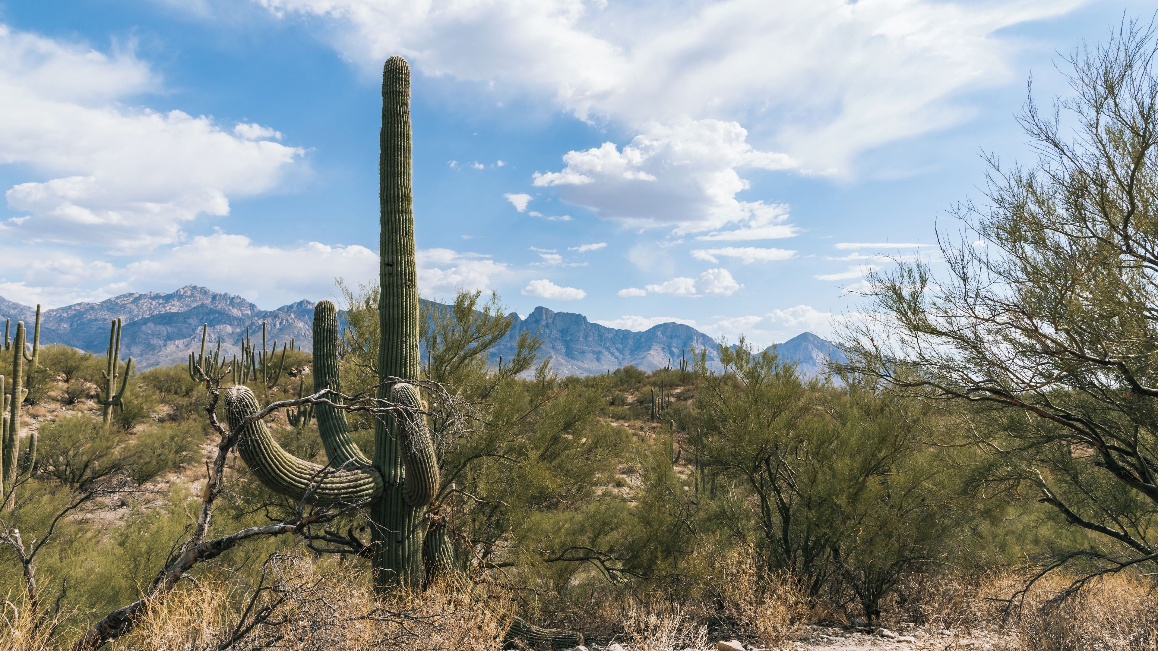 Oro Valley