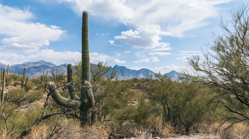 Oro Valley