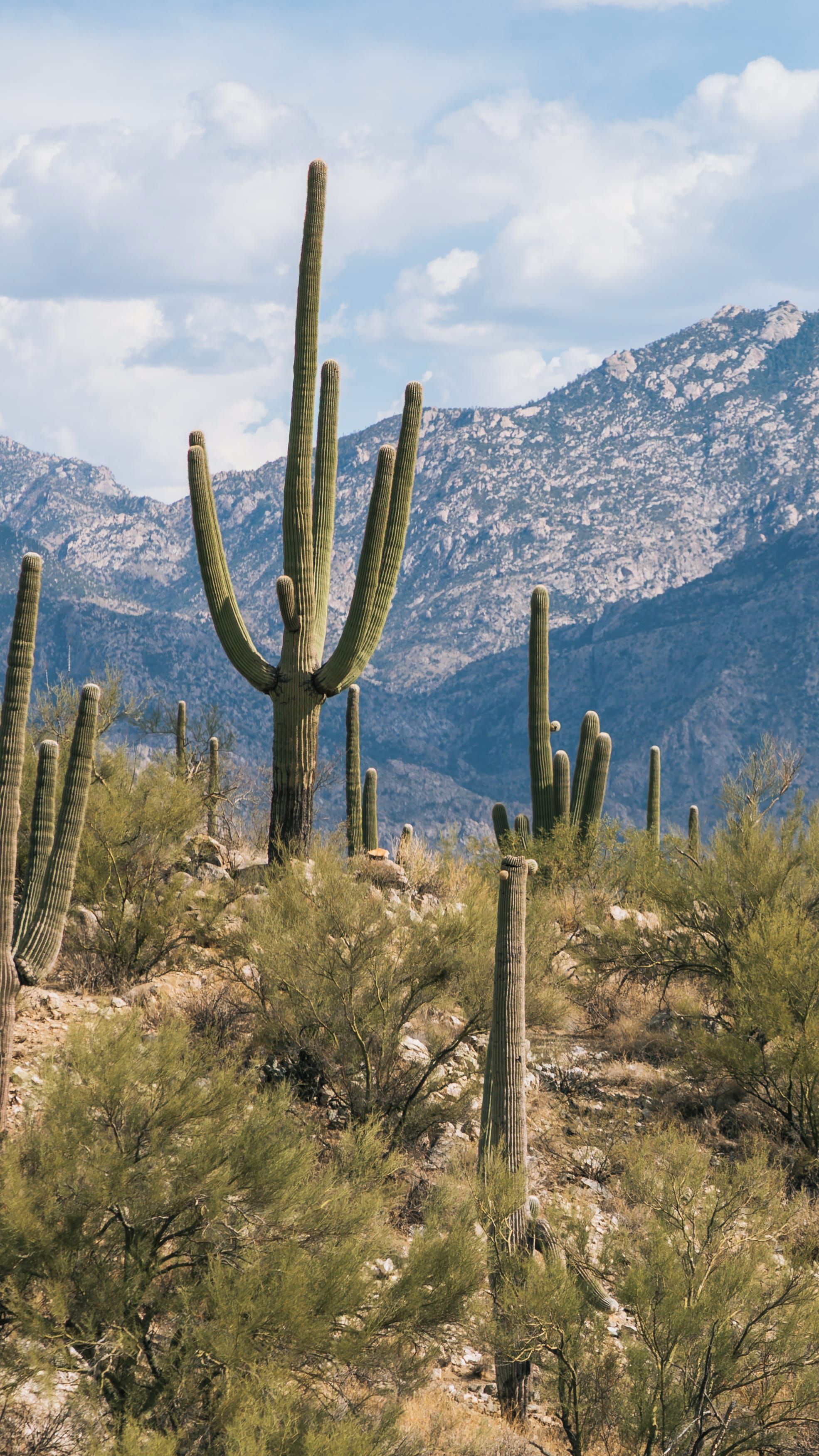 Oro Valley