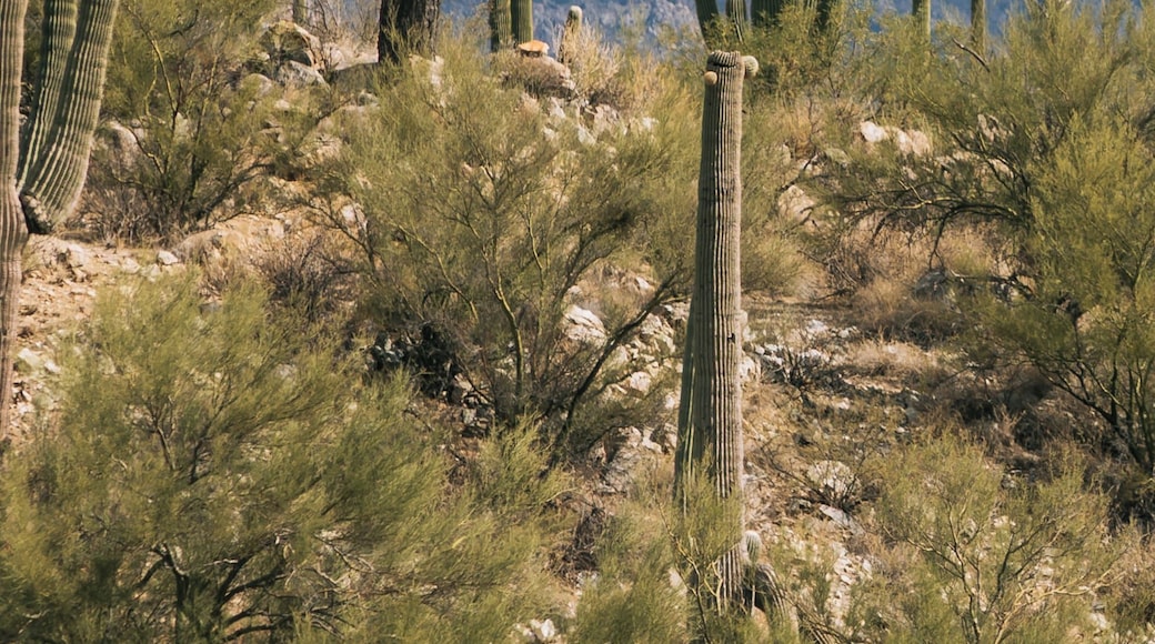 Oro Valley
