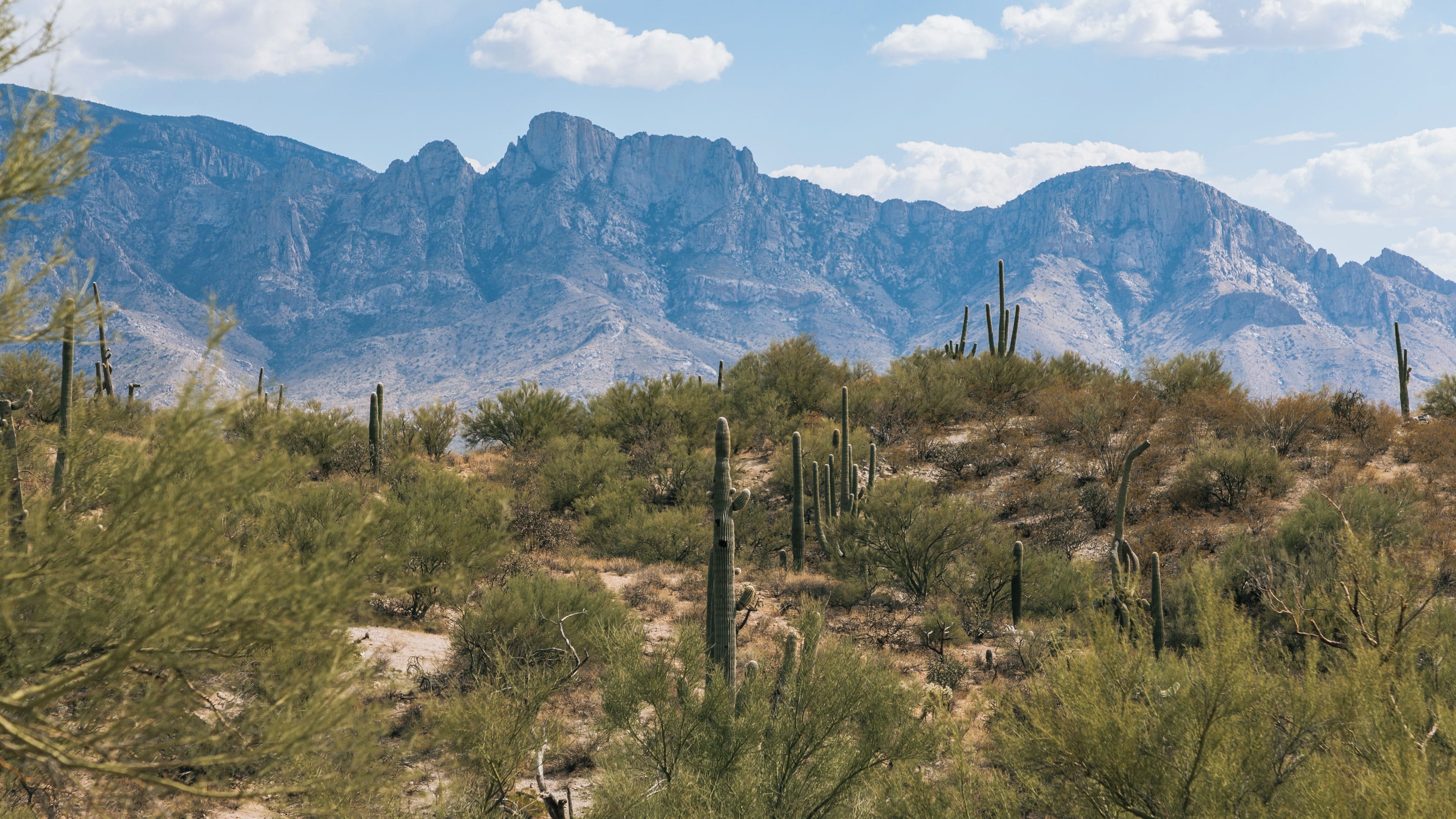A desert landscape with cacti and sparse vegetation, with mountains in the background.