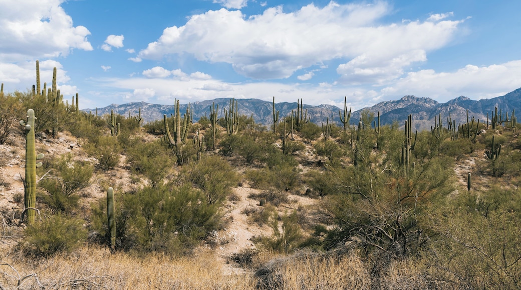 Oro Valley