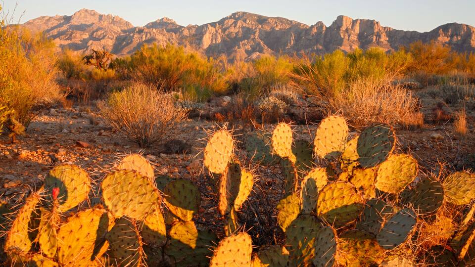 A desert landscape with a cactus in the foreground and mountains in the background.