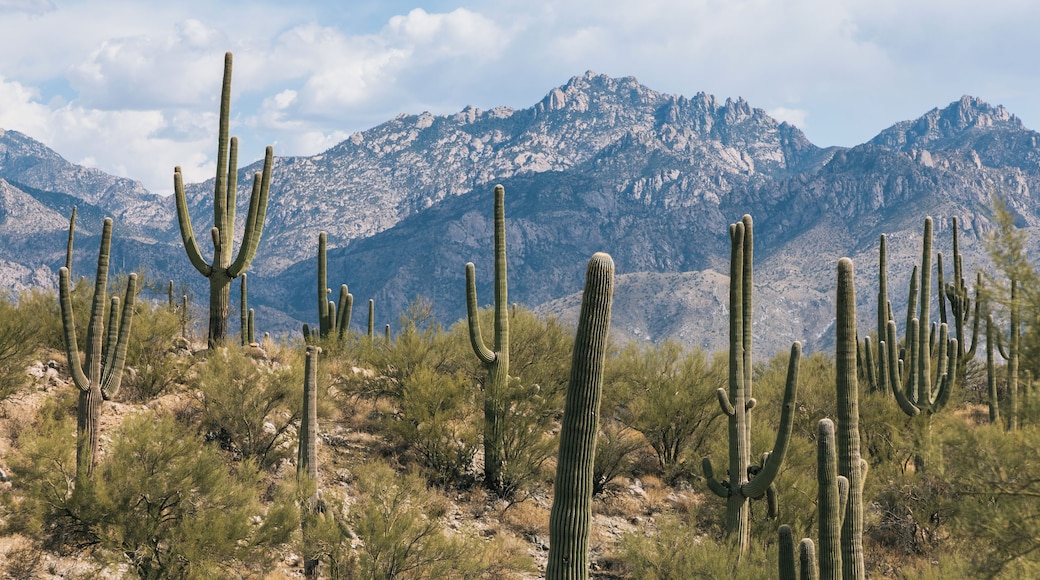 Oro Valley