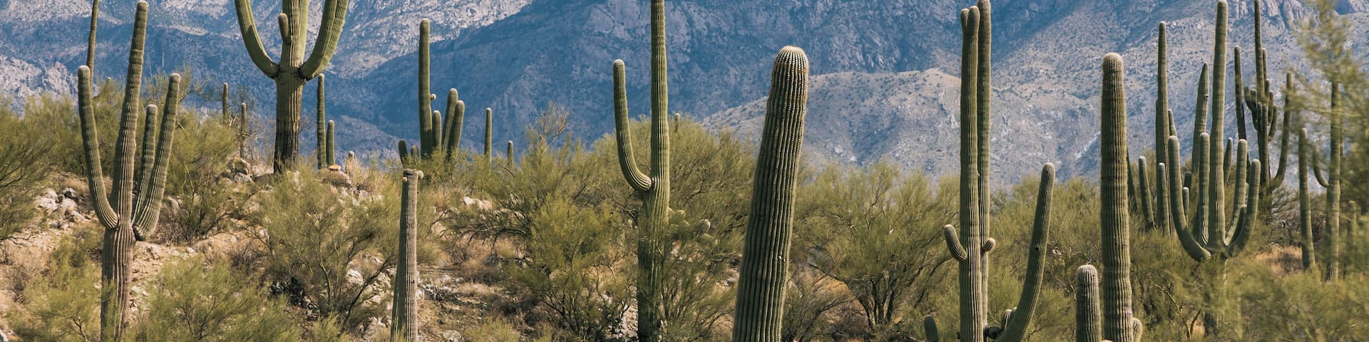 A desert landscape with tall cacti and a mountain range in the background.