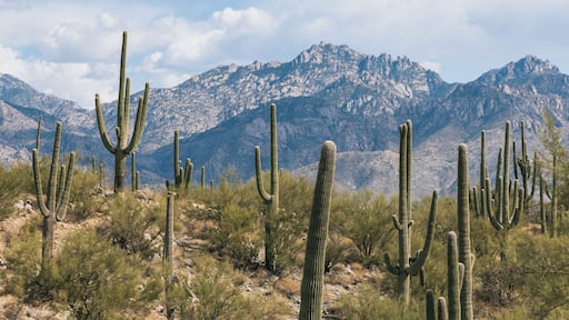 A desert landscape with tall cacti and a mountain range in the background.