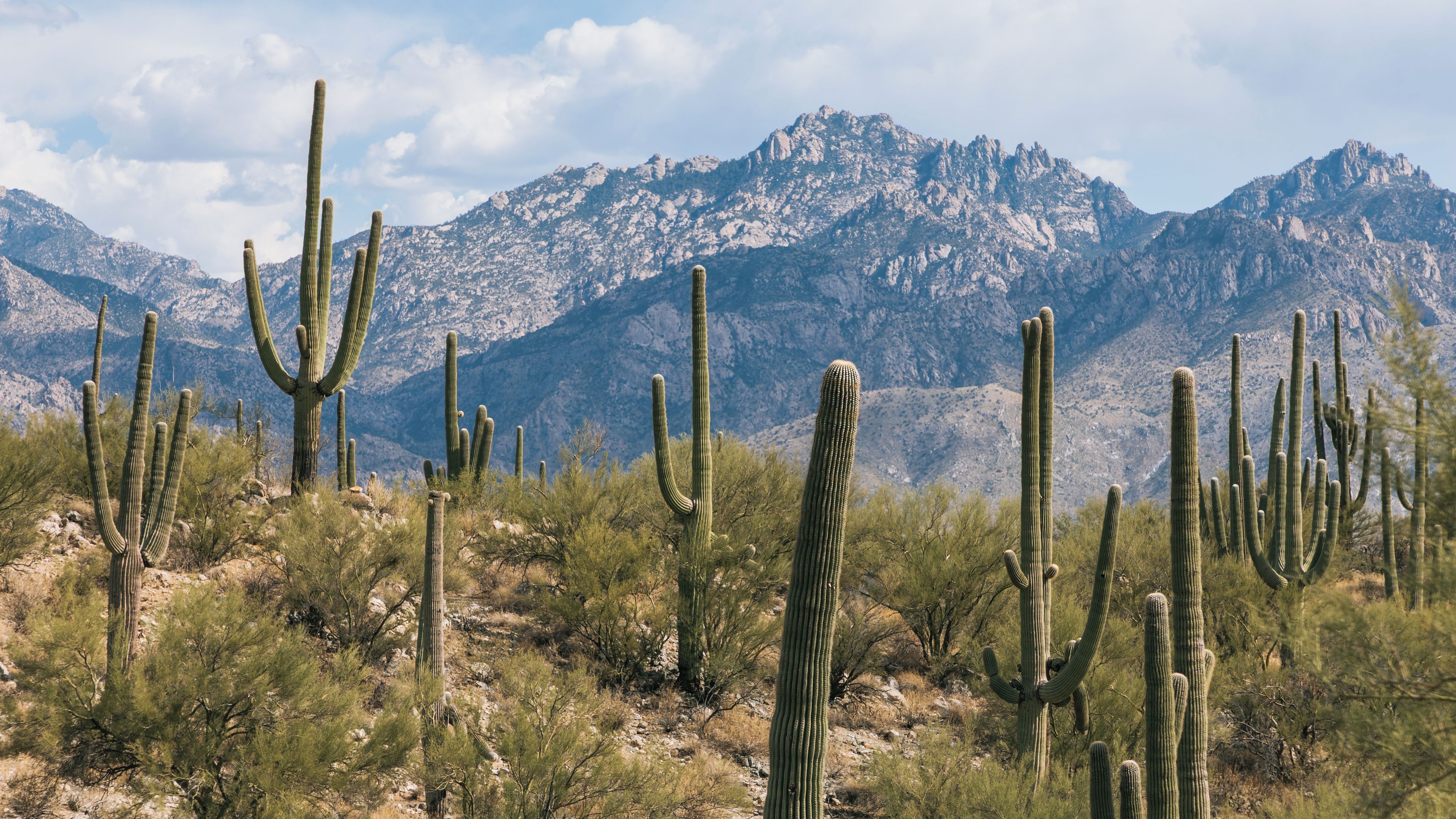 A desert landscape with tall cacti and a mountain range in the background.