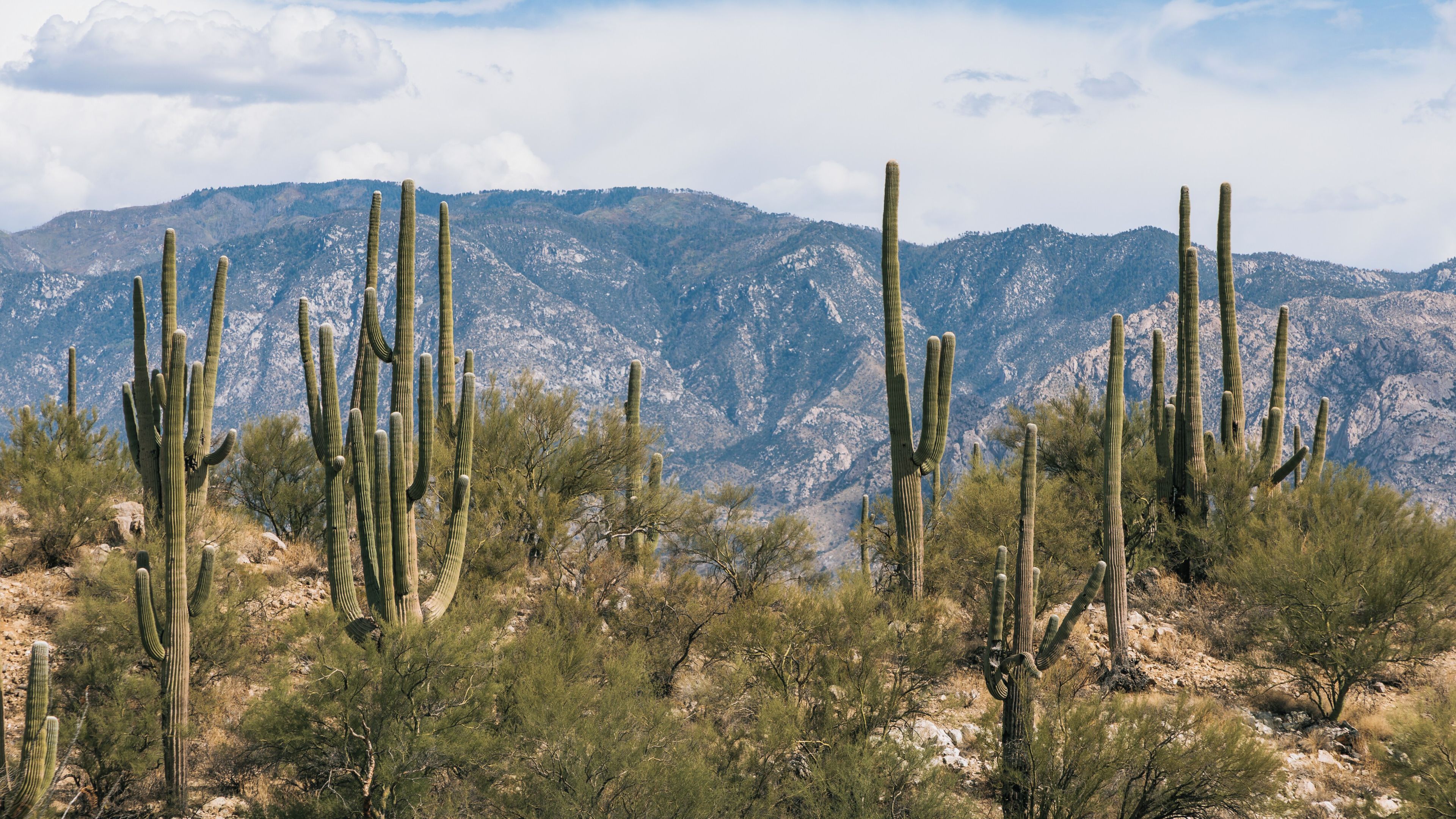 Oro Valley