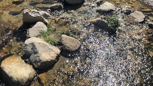 Romero canyon trail.
Beautiful hike in Catalina state park in Tucson. After a few rainy days lots of flowing water and flowering plants in March!