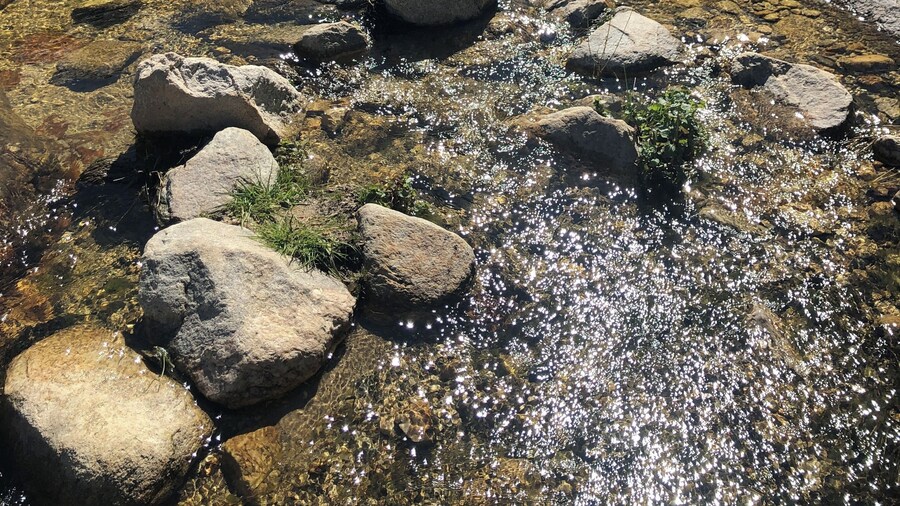 Romero canyon trail.
Beautiful hike in Catalina state park in Tucson. After a few rainy days lots of flowing water and flowering plants in March!