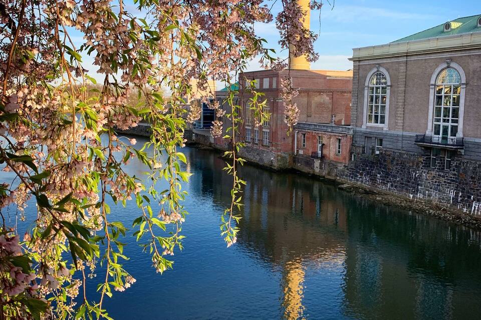 Ein Fluss mit Kirschblüten, ein Ziegelgebäude und ein hoher Schornstein.