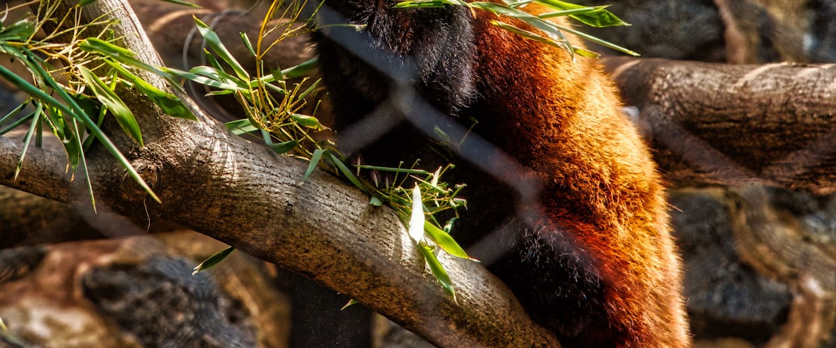 This gorgeous Red Panda decided to have a snack and a photo.