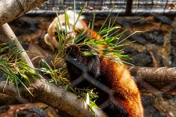 This gorgeous Red Panda decided to have a snack and a photo.