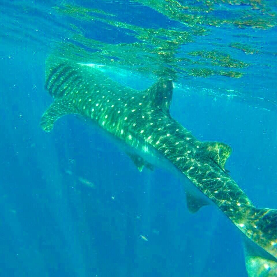 #whaleshark #EndlessSummer a must! Swimming with this big boy!