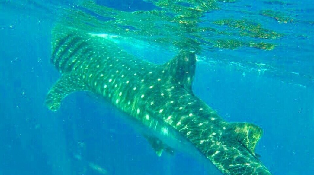 #whaleshark #EndlessSummer a must! Swimming with this big boy!