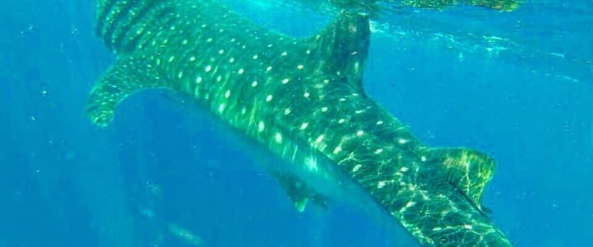 #whaleshark #EndlessSummer a must! Swimming with this big boy!