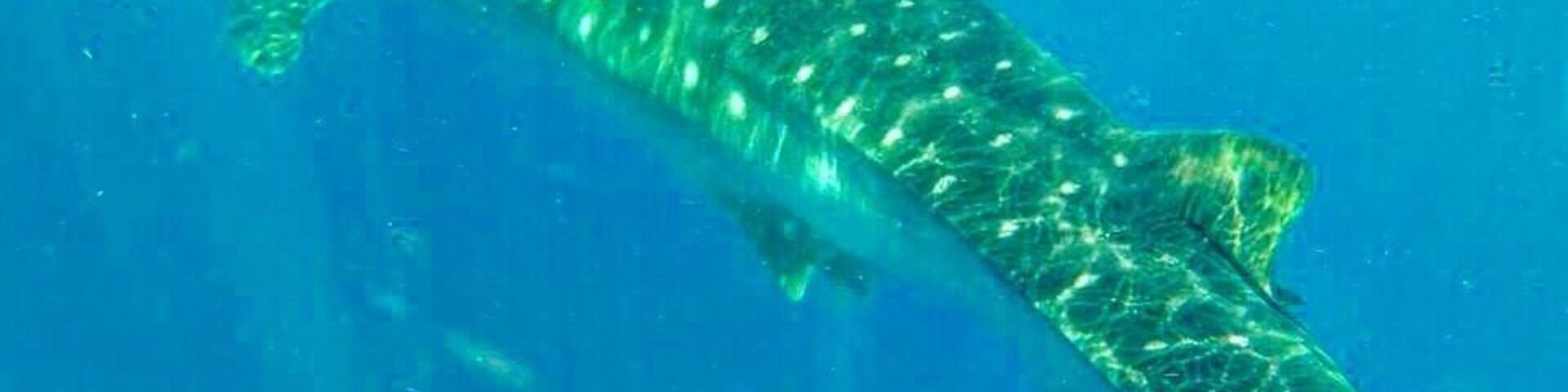 #whaleshark #EndlessSummer a must! Swimming with this big boy!