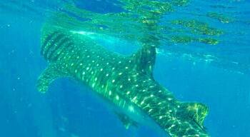 #whaleshark #EndlessSummer a must! Swimming with this big boy!