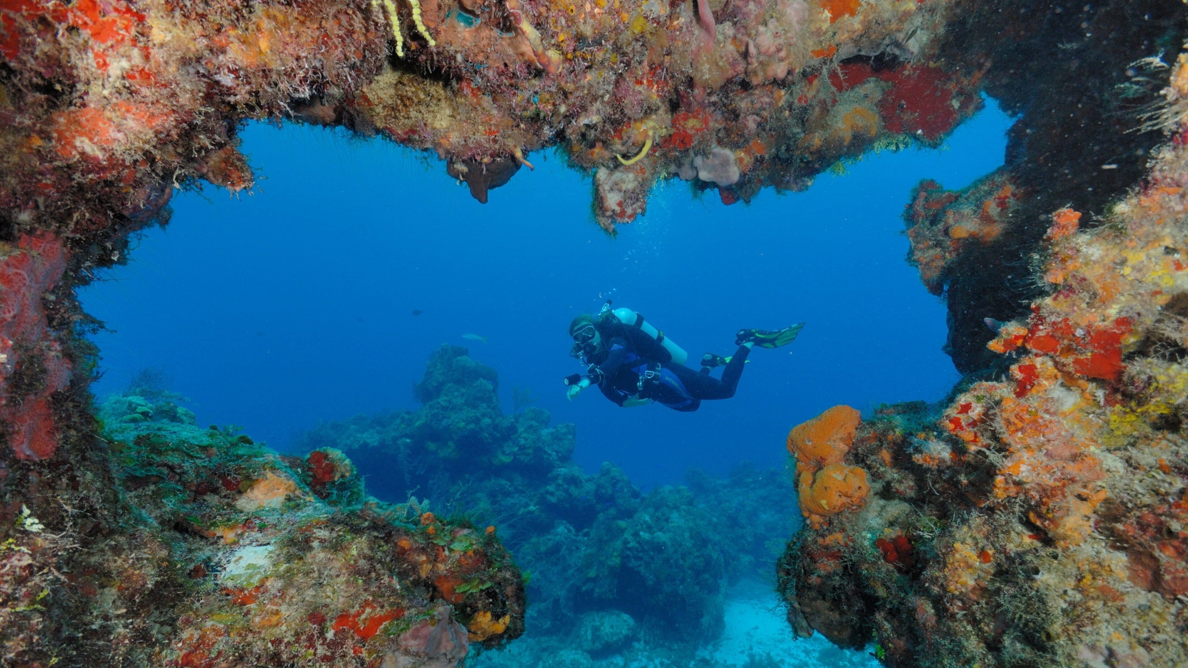 Playa del Carmen featuring colorful reefs and scuba