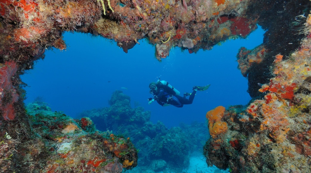 Playa del Carmen featuring colorful reefs and scuba