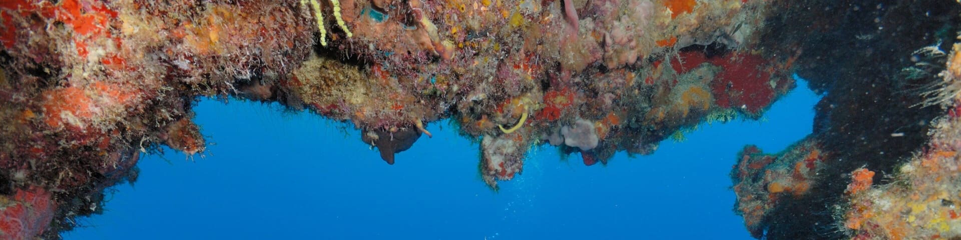 Playa del Carmen featuring colorful reefs and scuba