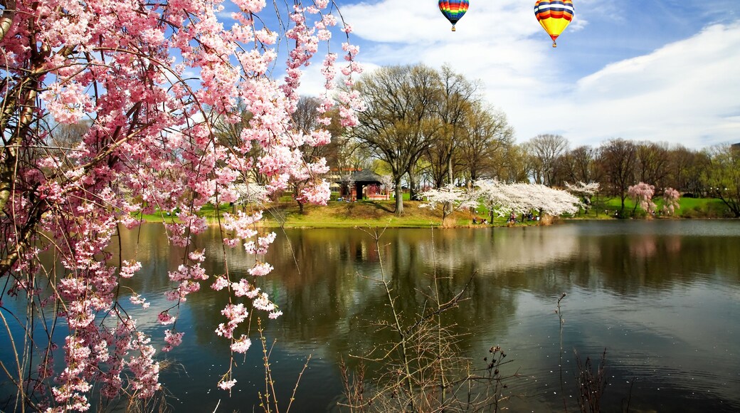 The Cherry Blossom Festival in New Jersey