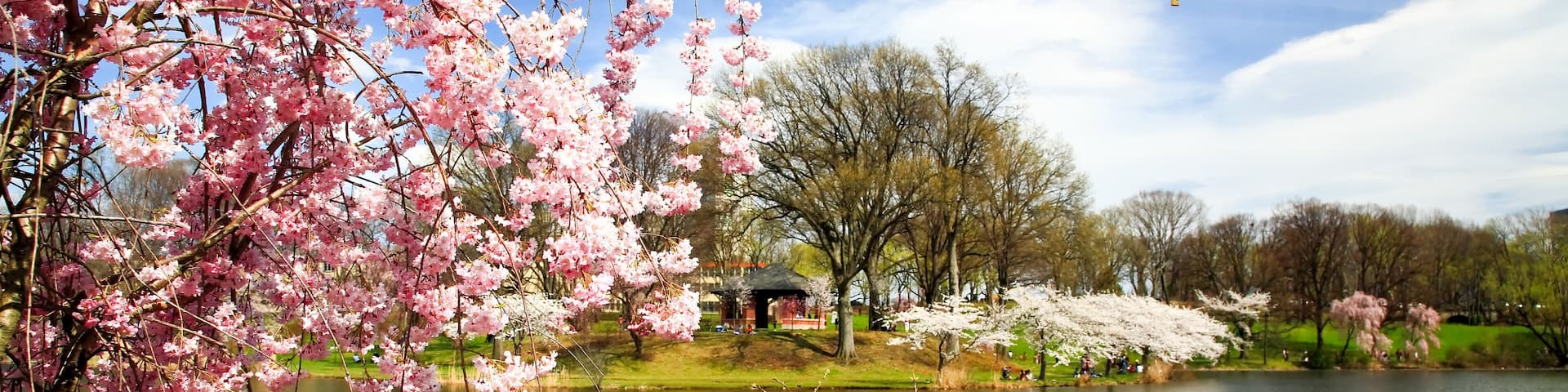 The Cherry Blossom Festival in New Jersey