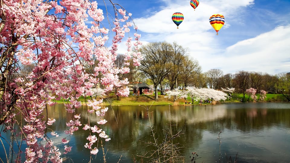 A lake with cherry blossoms, a gazebo, and hot air balloons.