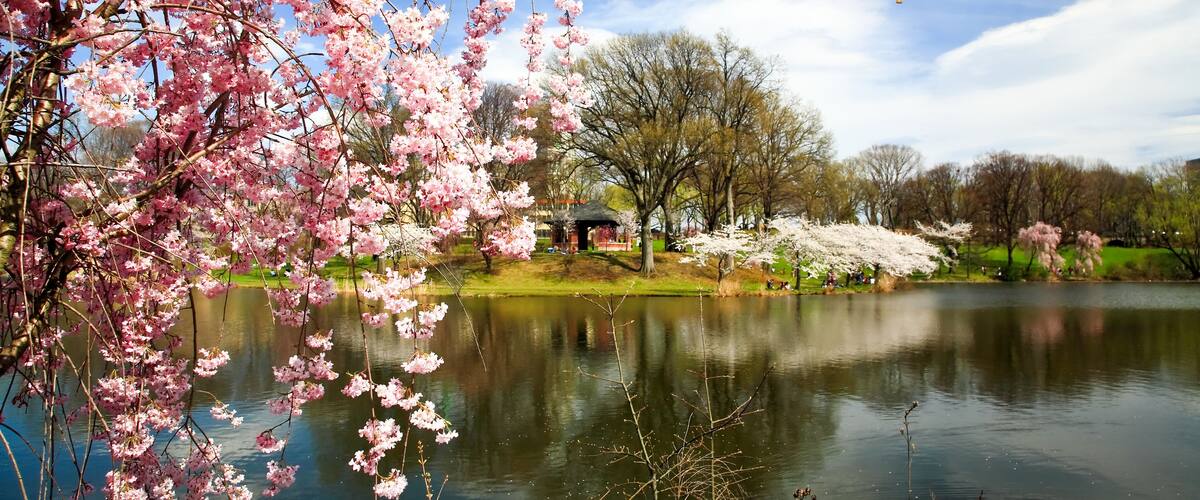 A lake with cherry blossoms, a gazebo, and hot air balloons.
