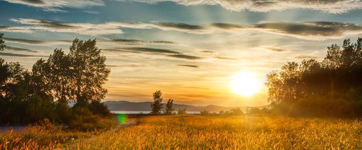 A sunset over a field of tall grass with trees in the background.
