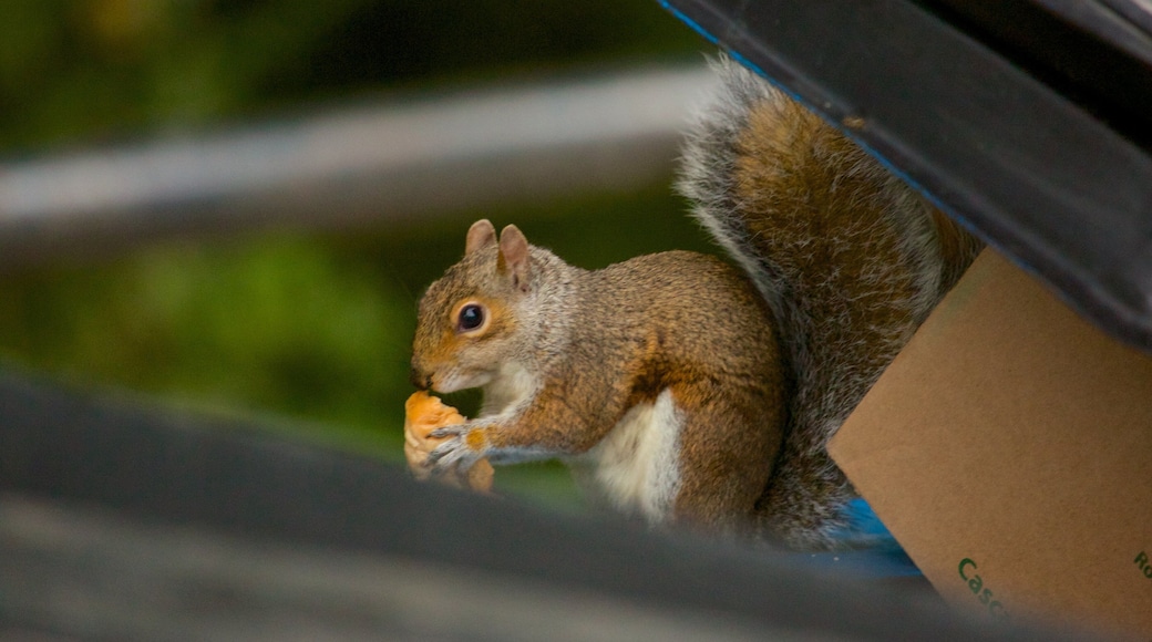 Burlington showing cuddly or friendly animals