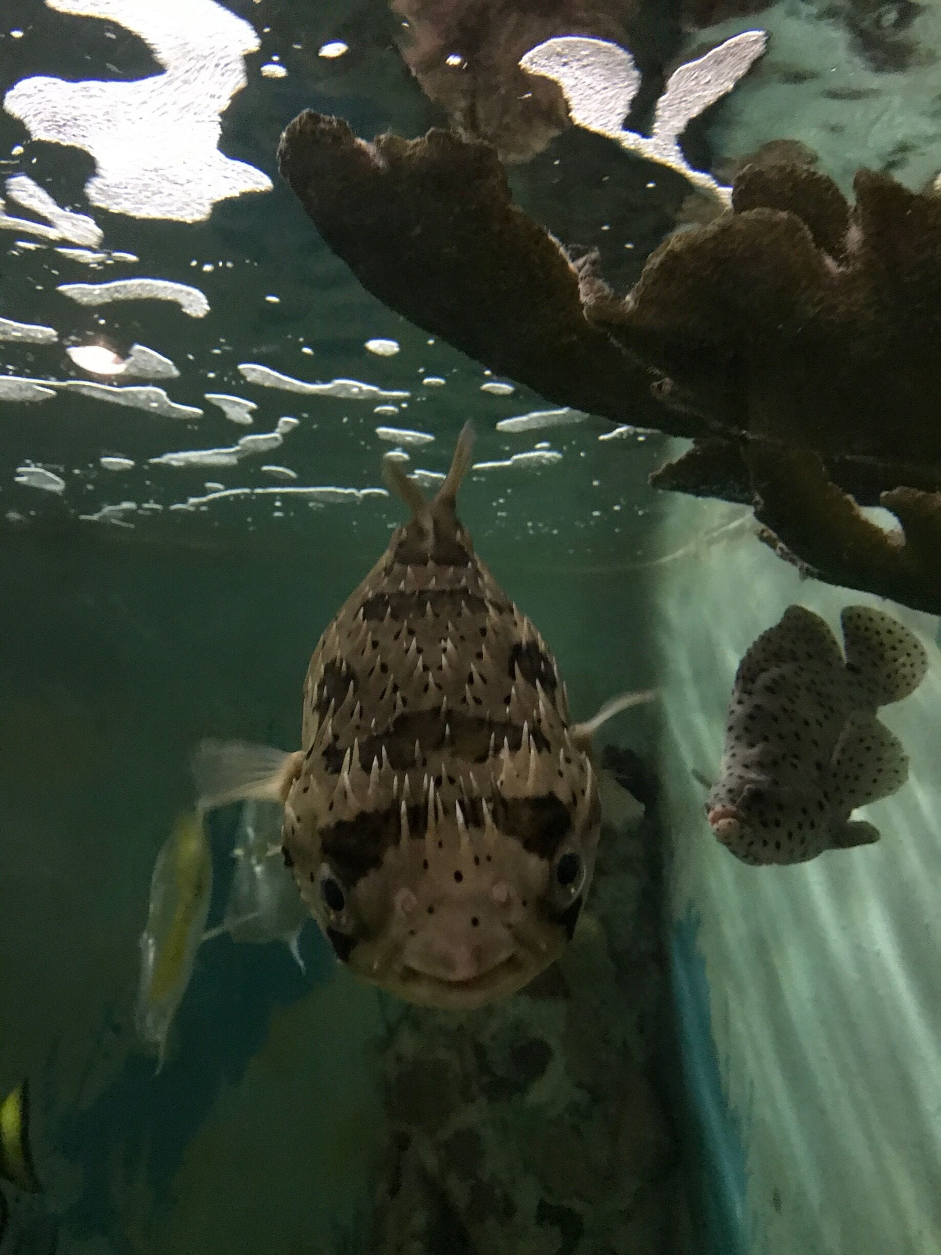 Little puffer fish at the zoo