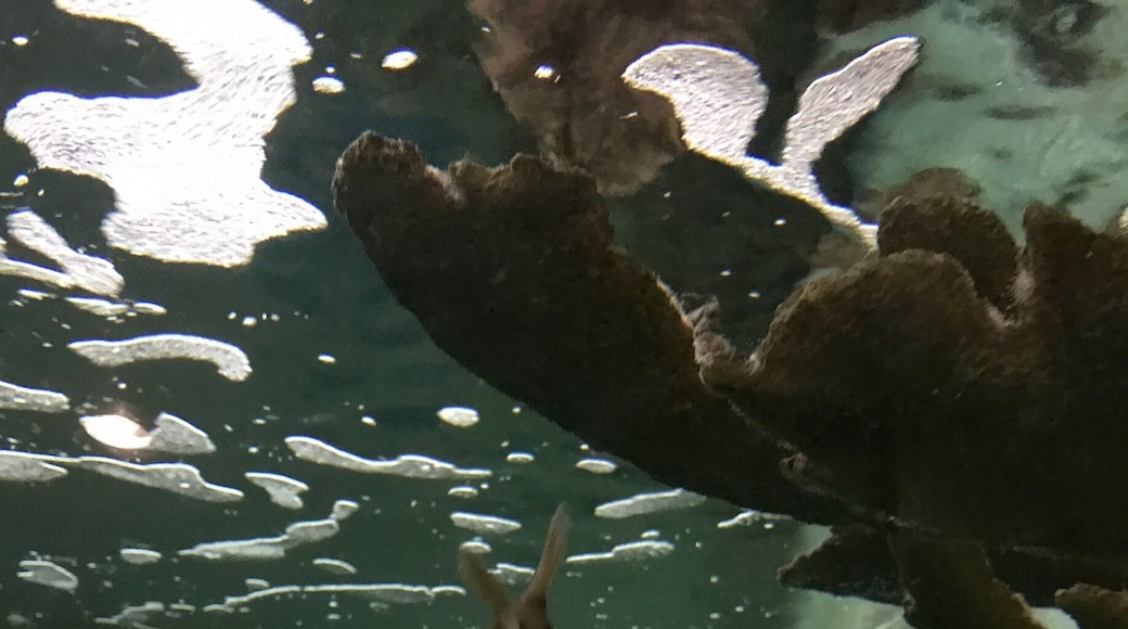 Little puffer fish at the zoo