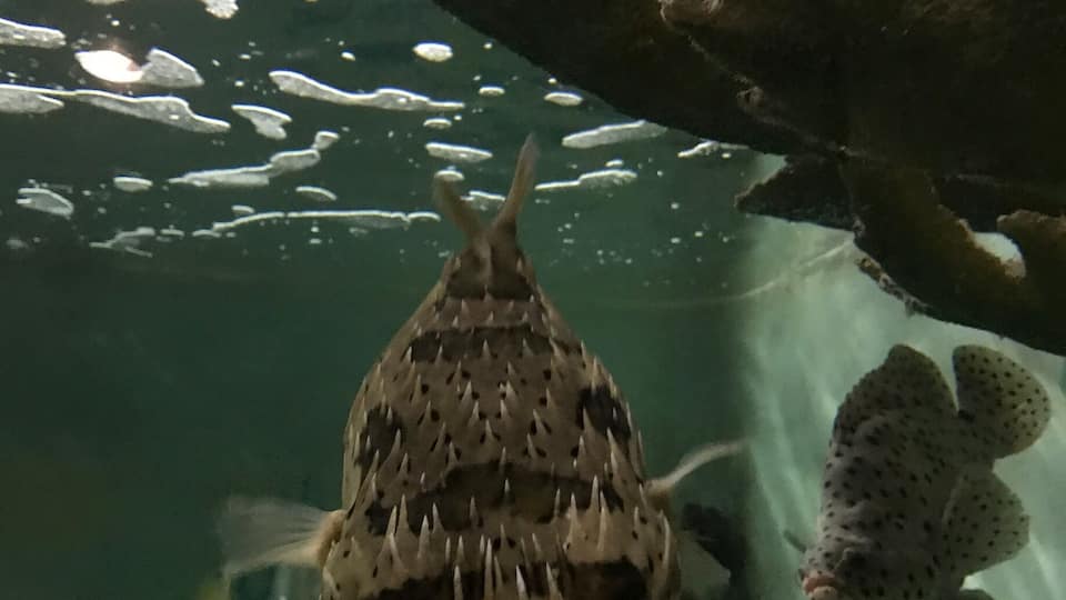 Little puffer fish at the zoo