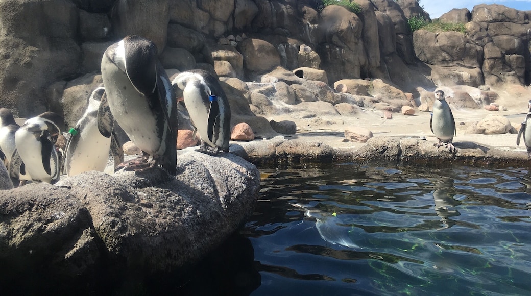 amazing daycation spot. so clean, all the animals were visible and the zoo was beautiful! incredibly friendly and knowledgable staff as well.