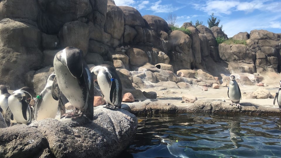 amazing daycation spot. so clean, all the animals were visible and the zoo was beautiful! incredibly friendly and knowledgable staff as well.