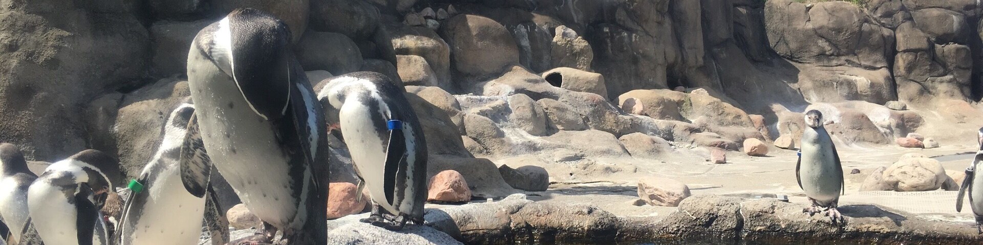 amazing daycation spot. so clean, all the animals were visible and the zoo was beautiful! incredibly friendly and knowledgable staff as well.