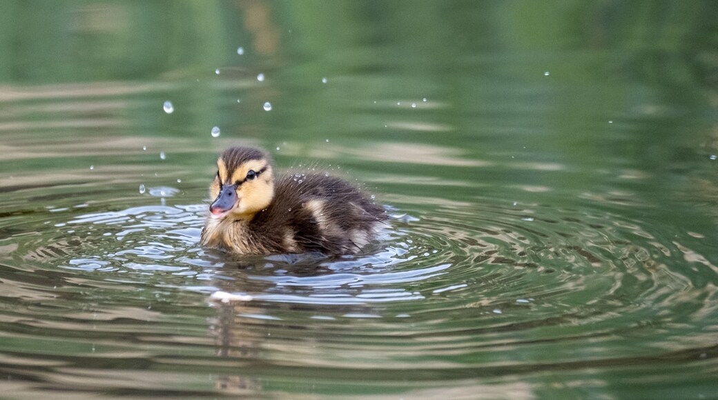 Newly born duckling on the water in the lake at Pinner Memorial Park, Pinner, Middlesex, north west London UK, photographed on a sunny spring day.