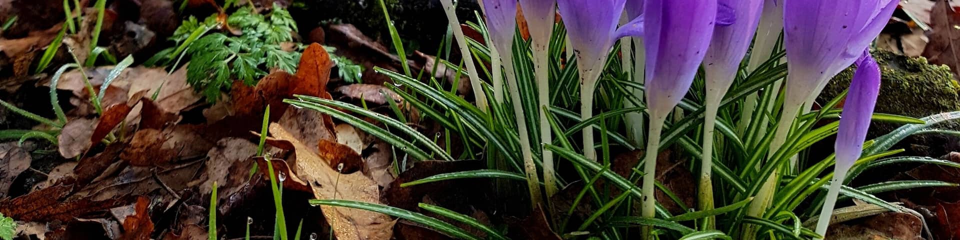 My favourite shade.... so happy to have found these beauties in my local park.
#nature
#spring
#flowers