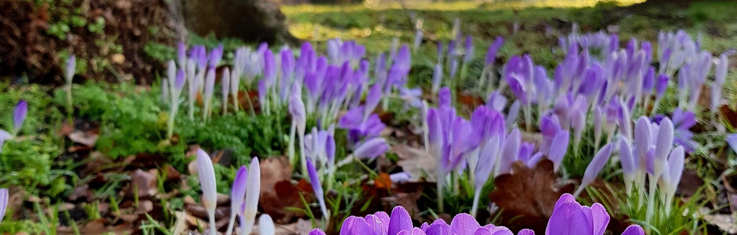 My favourite shade.... so happy to have found these beauties in my local park.
#nature
#spring
#flowers