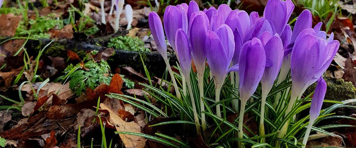 Purple crocus flowers on the ground with trees in the background.