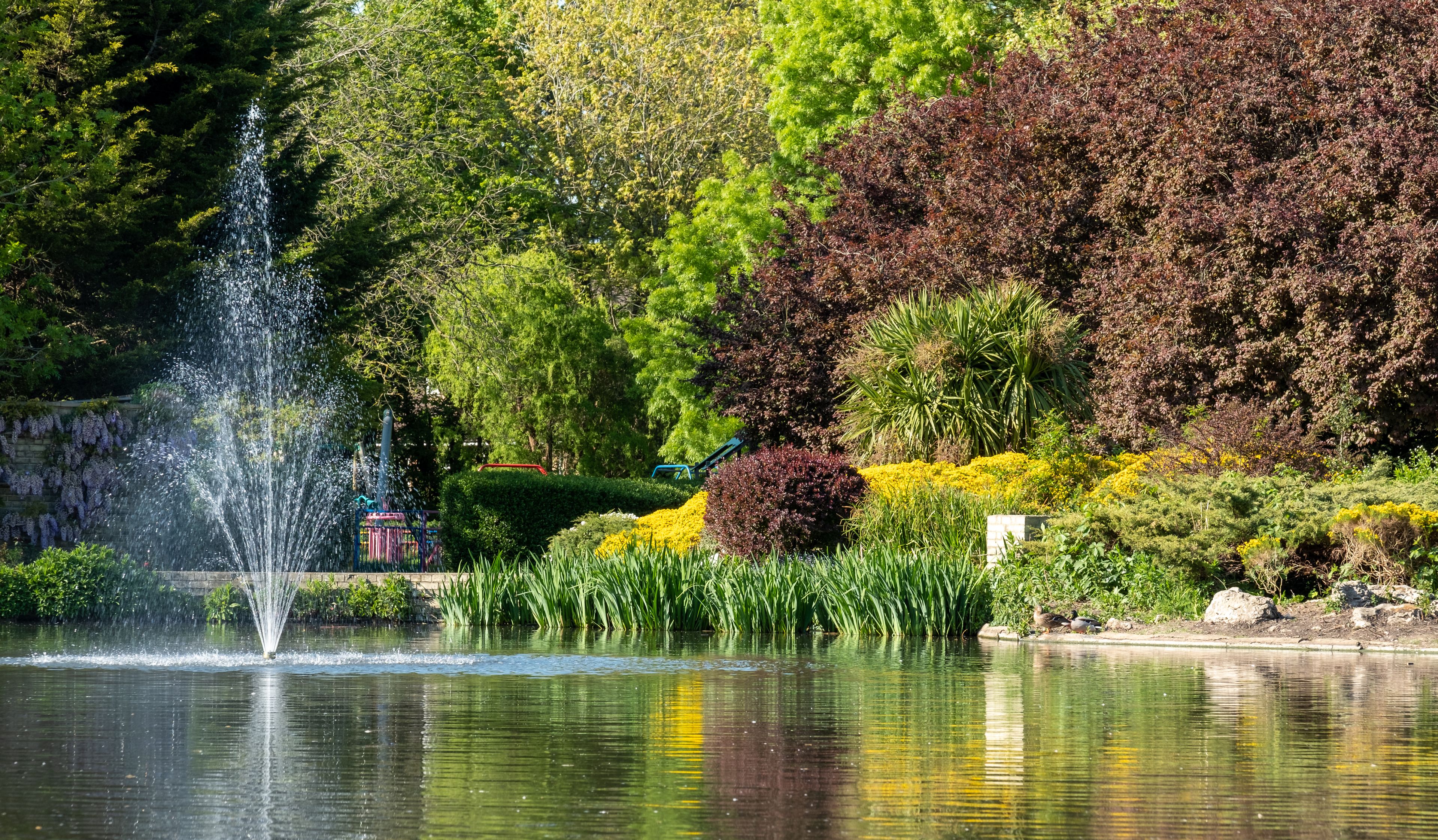 Ducks in the duck pond at Pinner Memorial Park, Pinner, Middlesex, north west London UK, photographed on a sunny spring day. Colourful trees and plants around the lake are reflected in the water.