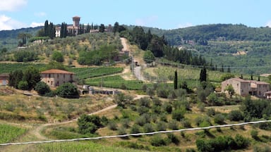 Viñedo en una colina con edificios y una torre.