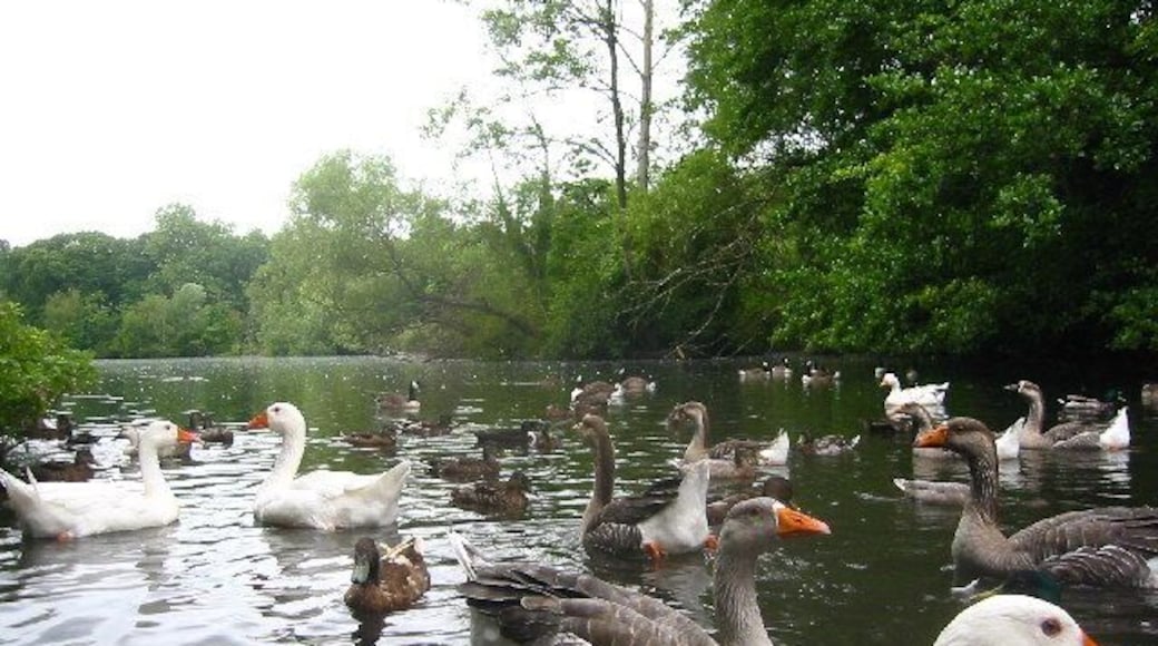 Millpond in Radwell. Extremely well fed ducks and geese at this popular spot for children.