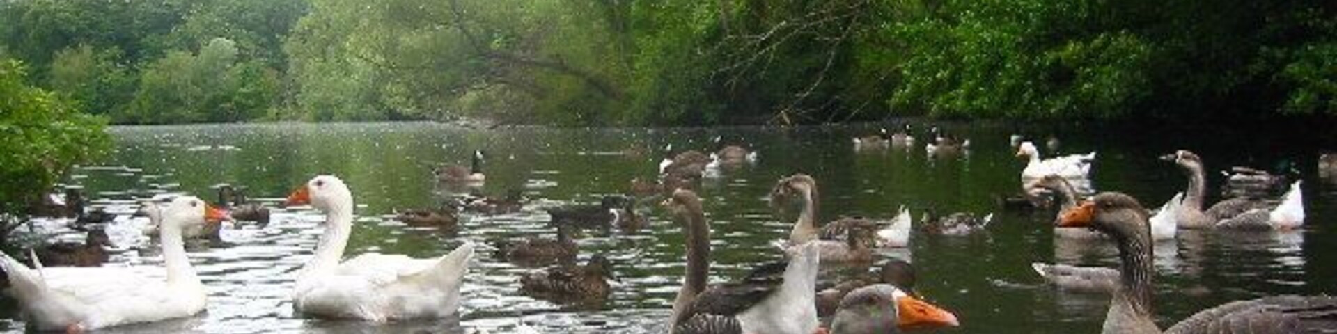 Millpond in Radwell. Extremely well fed ducks and geese at this popular spot for children.